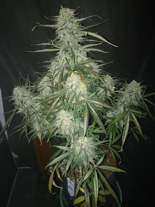 AntiDep F. Week 14