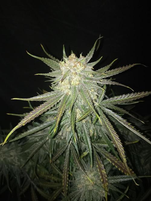 AntiDep F. Week 14