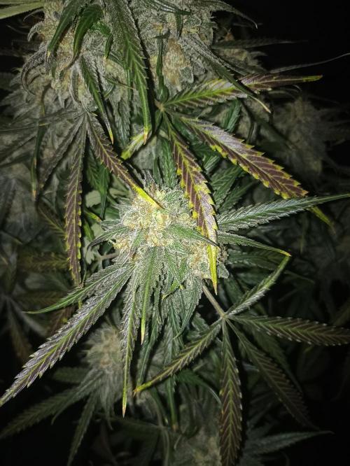AntiDep F. Week 14