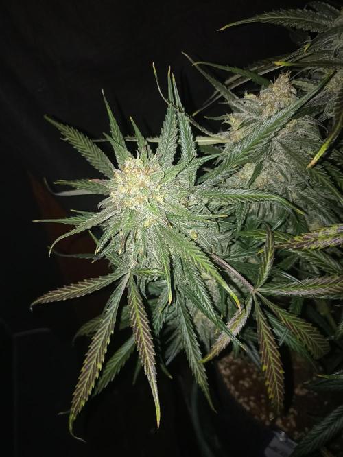 AntiDep F. Week 14