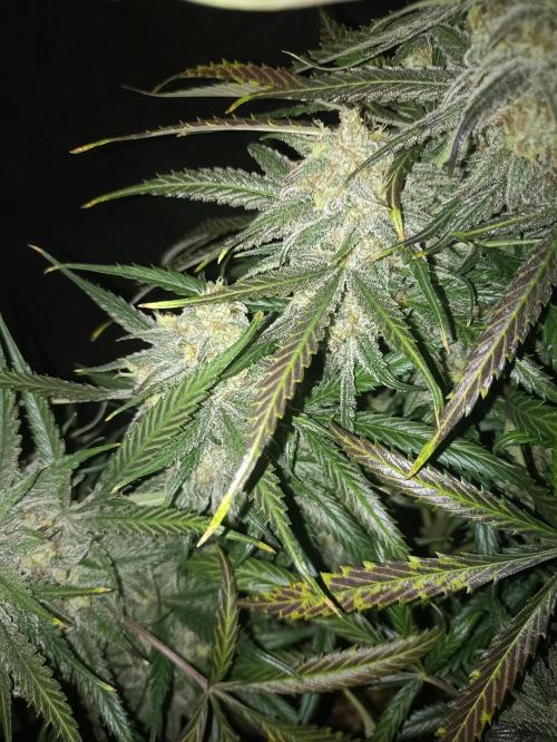 AntiDep F. Week 14
