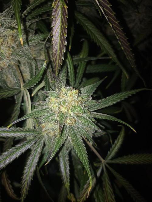 AntiDep F. Week 14