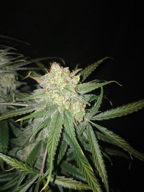 AntiDep F. Week 14
