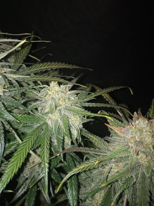 AntiDep F. Week 14