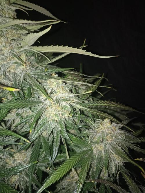 AntiDep F. Week 14