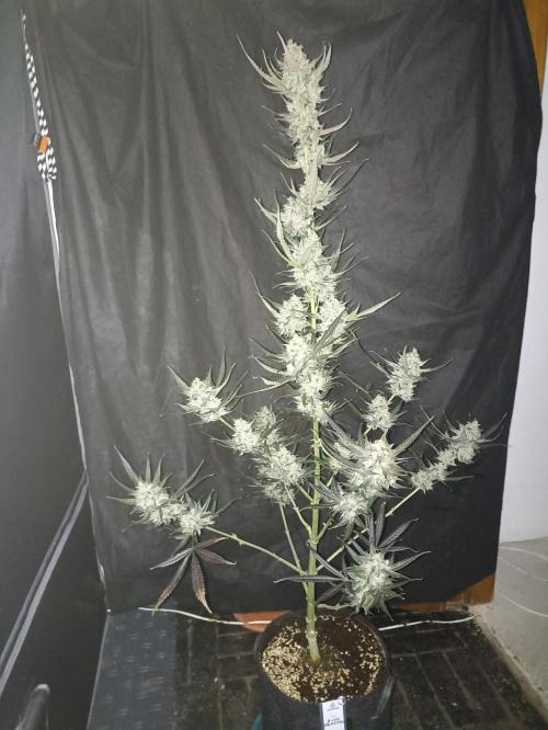 AntiDep F. Week 14