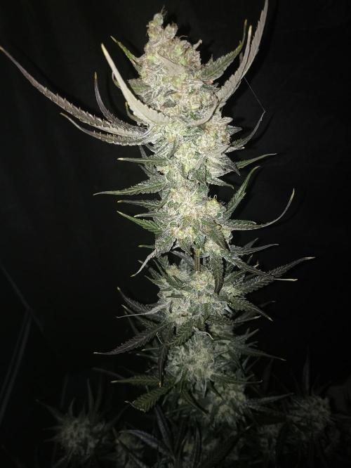AntiDep F. Week 14