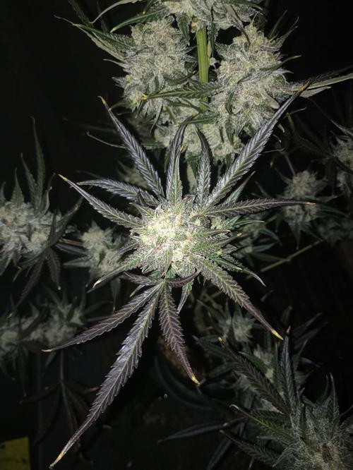 AntiDep F. Week 14