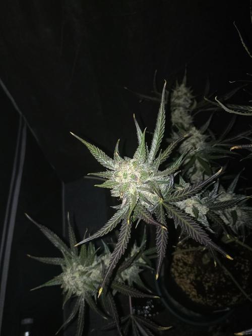 AntiDep F. Week 14