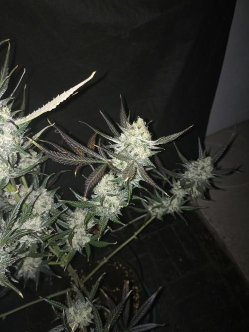 AntiDep F. Week 14