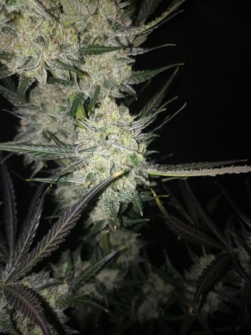 AntiDep F. Week 14