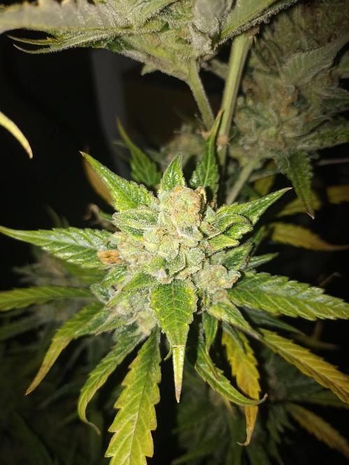 AntiDep Z. Week 14