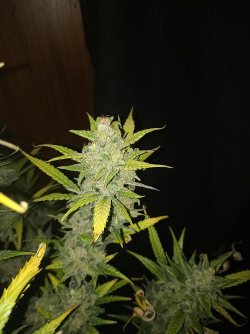 AntiDep Z. Week 14