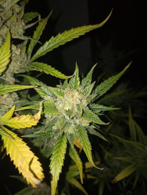 AntiDep Z. Week 14