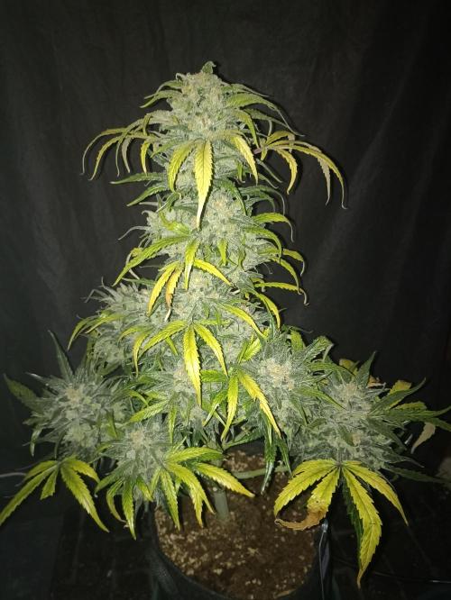 AntiDep Z. Week 14