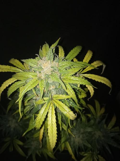 AntiDep Z. Week 14