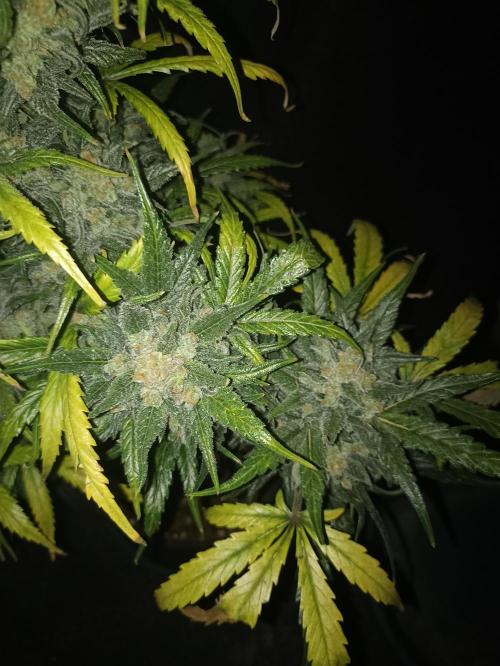 AntiDep Z. Week 14