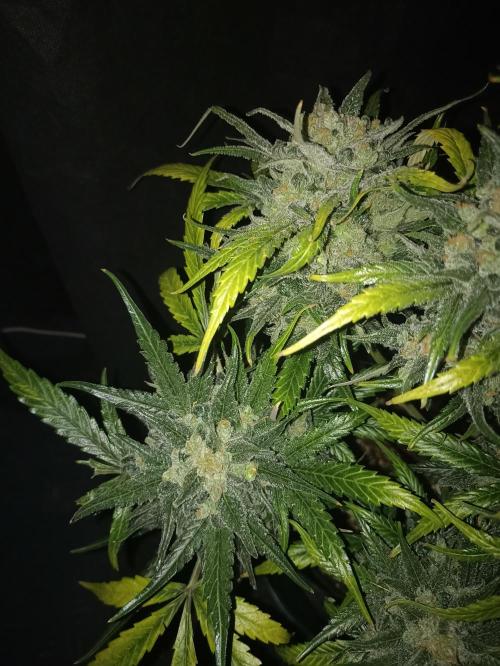 AntiDep Z. Week 14