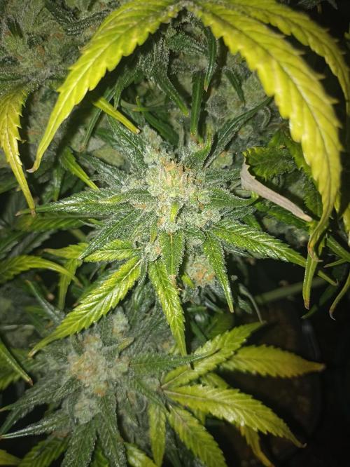 AntiDep Z. Week 14