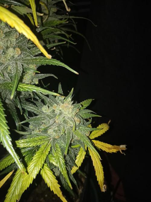 AntiDep Z. Week 14
