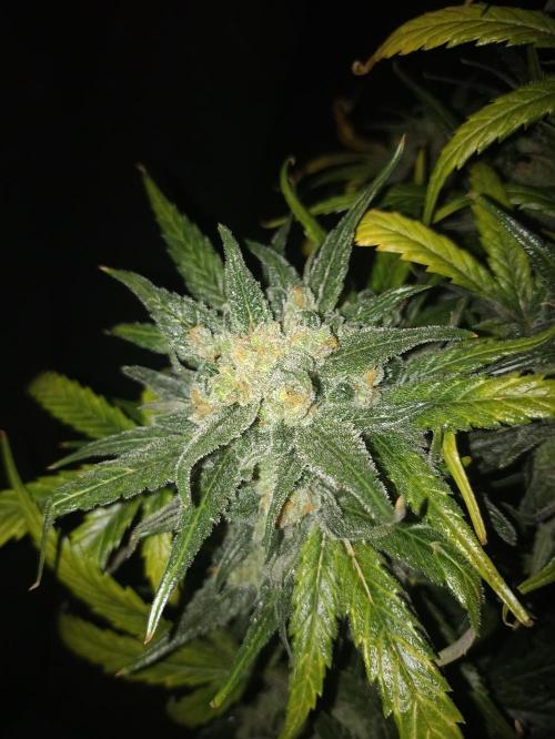 AntiDep Z. Week 14