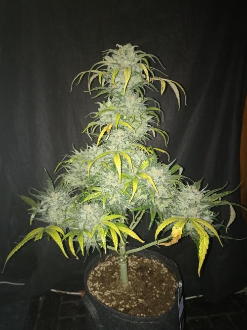 AntiDep Z. Week 14