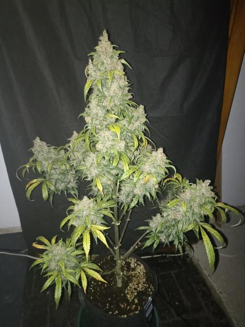 AntiDep Z. Week 14
