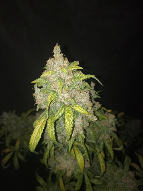 AntiDep Z. Week 14