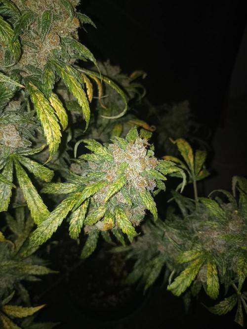 AntiDep Z. Week 14