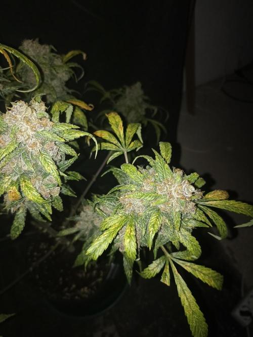 AntiDep Z. Week 14