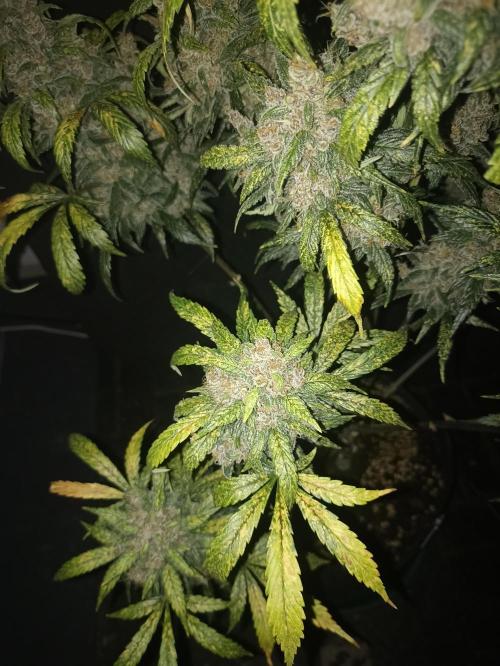 AntiDep Z. Week 14