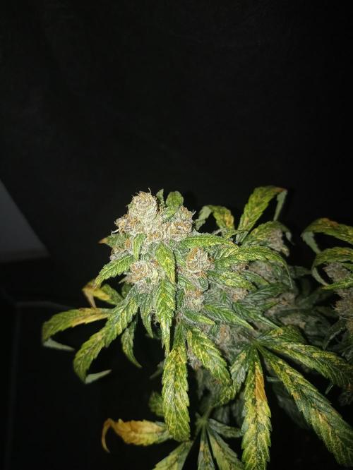 AntiDep Z. Week 14