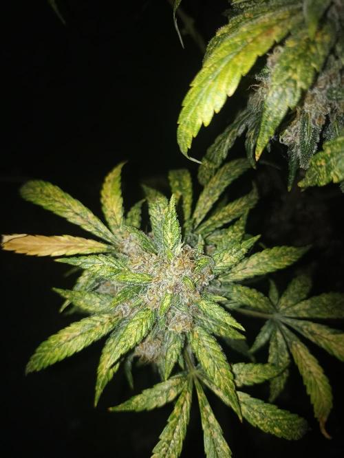 AntiDep Z. Week 14