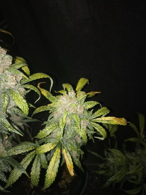AntiDep Z. Week 14