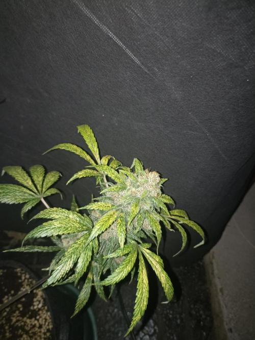 AntiDep Z. Week 14