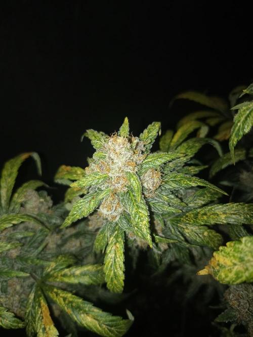 AntiDep Z. Week 14