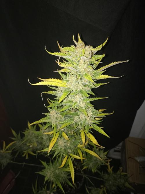 AntiDep Z. Week 14
