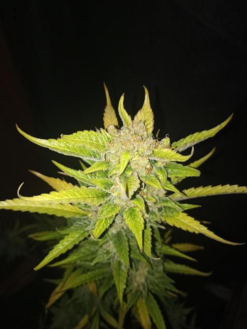 AntiDep Z. Week 14