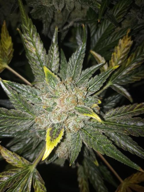 AntiDep AK. Week 14