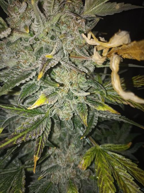 AntiDep AK. Week 14