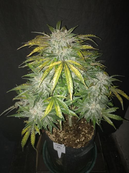 AntiDep AK. Week 14