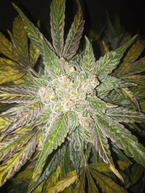 AntiDep AK. Week 14