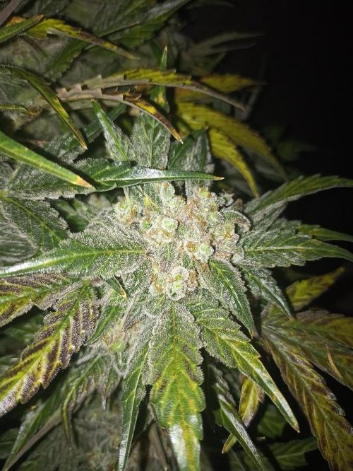 AntiDep AK. Week 14