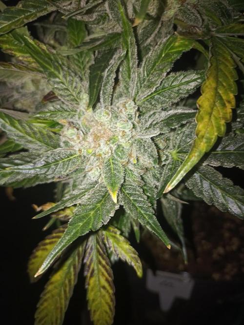AntiDep AK. Week 14