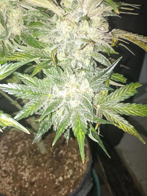 AntiDep AK. Week 14