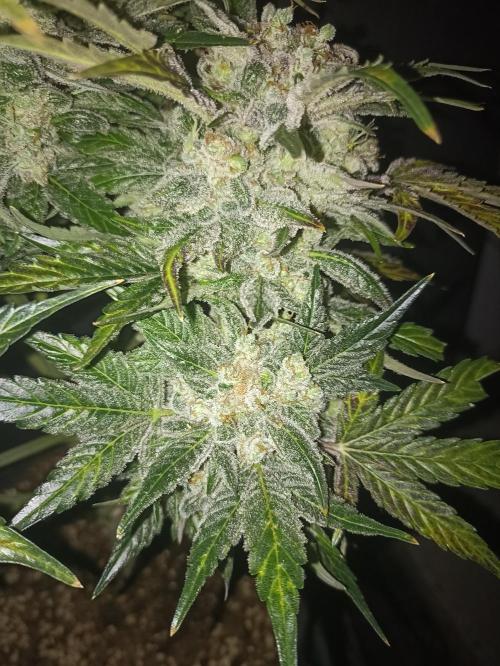 AntiDep AK. Week 14