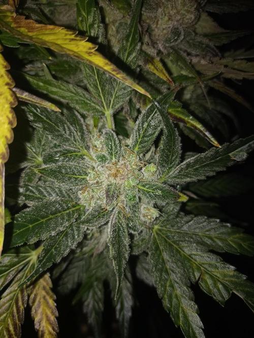 AntiDep AK. Week 14