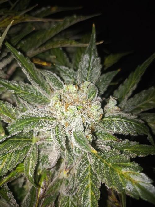 AntiDep AK. Week 14