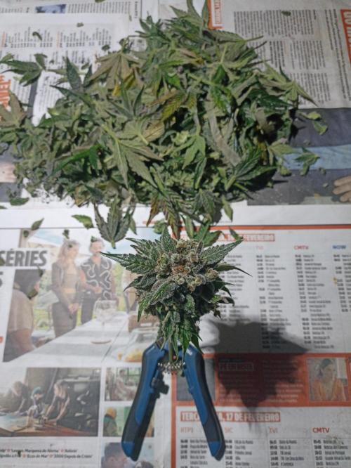 Auto AK XXL. Week 14