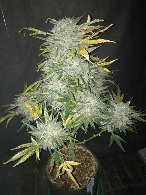 AntiDep AK. Week 14